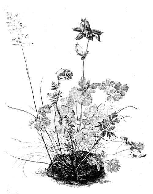 Study of Aquilegia vulgaris L.