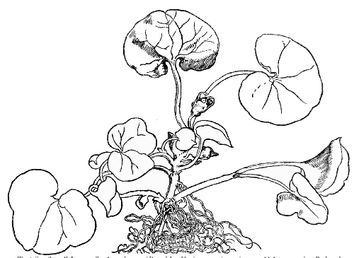 Text-fig. 82. “Asarum” = Asarabacca [Brunfels, Herbarum vivæ eicones, Vol. I. 1530]. Reduced.