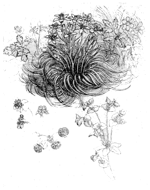 Study of Ornithogalum umbellatum L.