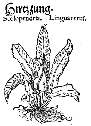 Text-fig. 85. “Scolopendria”