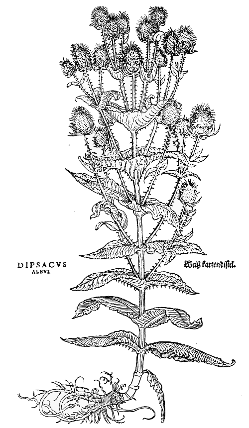 Text-fig. 86. “Dipsacus albus”