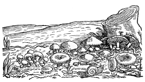 Text-fig. 93. “Fungi”