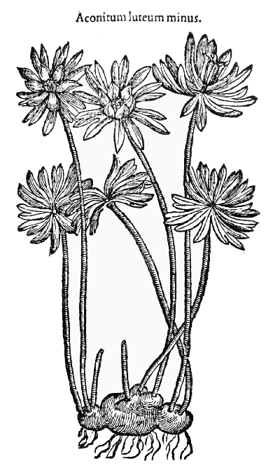 Text-fig. 97. “Aconitum luteum minus”