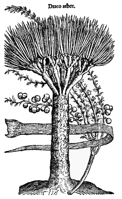 Text-fig. 98. “Draco arbor”