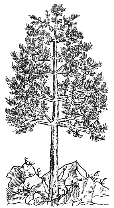 Text-fig. 102. “Cedrus”