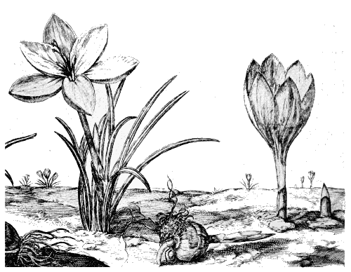 ‘Crocus Byzantinus’ and ‘Crocus Montanus hispan.’