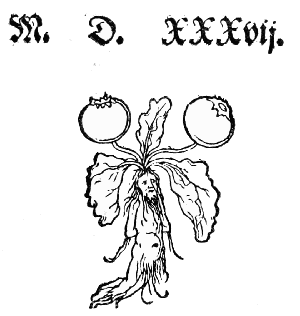 Text-fig. 107. Mandrake