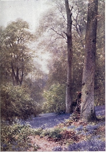 BLUEBELLS, RIPLEY.