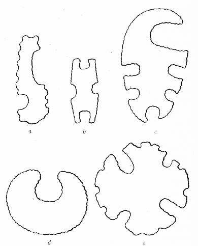 Fig. 40. Eccentrically shaped implements found at summit of     mound.