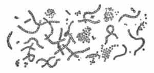 Micrococcus ureæ