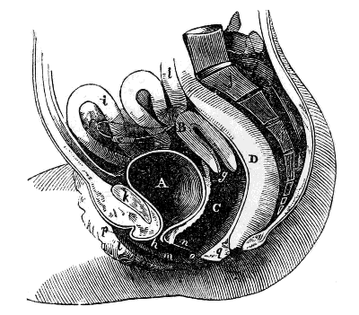 side view of the Female Pelvis