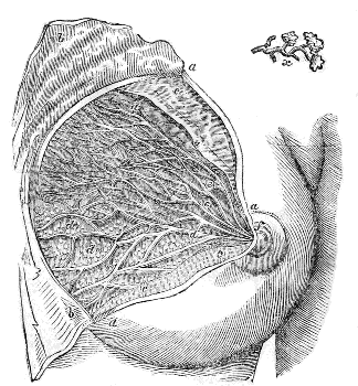 Structure of the Breast