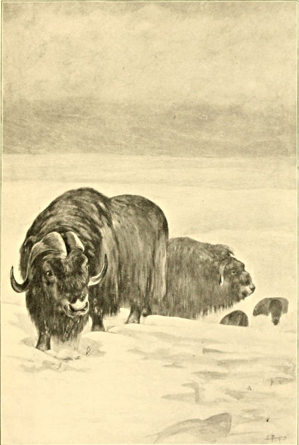 musk-ox in the snow