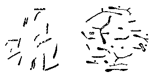 Normal and Pleon-Forms of the Bacillus of Tubash.