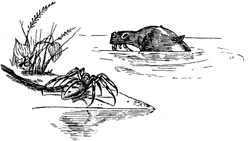Mr. Spider challenges Pawpawtámus.