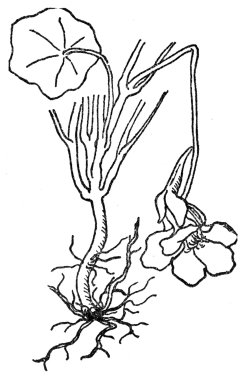 FIG. 1.—FIBROUS ROOTS  As illustrated by the common garden nasturtium.