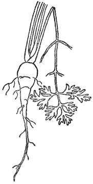 FIG. 2.—TAP ROOT OF CARROT  A store of food for the second year.