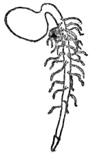 FIG. 3.—TAP ROOT OF SEEDLING  The figure shows the root cap at the extremity.