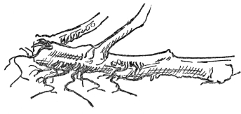 FIG. 4.—ADVENTITIOUS ROOTS OF THE TOMATO  Produced from joints or injured places.