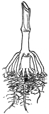 FIG. 5.—PROP ROOTS OF THE INDIAN CORN  Usually produced from the first joint above ground and serving as additional anchor and food gatherers.