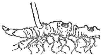 FIG. 6.—ROOTSTOCK OF SOLOMON’S SEAL  The figure shows roots and bud scars together with the ascending stem of the year’s growth.