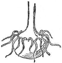 Fig. 7.—CORM OF JACK-IN-THE PULPIT  (After Gray)  Really an underground stem.