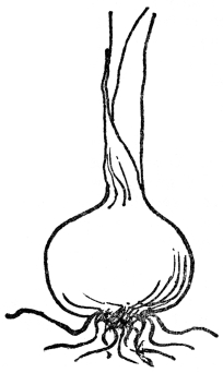 FIG. 9.—BULB OF THE ONION  Showing root and leaf growth.