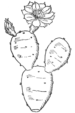 FIG. 10.—COMMON PRICKLY PEAR CACTUS (Opuntia Opuntia)  Native along the Atlantic Coast. The green joints of the stem function as leaves and store water.