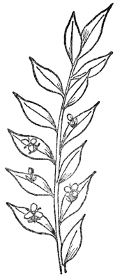 FIG. 11.—BUTCHER’S-BROOM  (Ruscus aculeatus)  Note leaflike stems with flowers arising from the center.