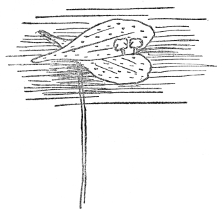 FIG. 12.—DUCKWEED  The smallest known flowering plant, with no leaves and tiny leaflike stems floating on the surface. Flowers are borne from the margin of the stem. (Eight times natural size).