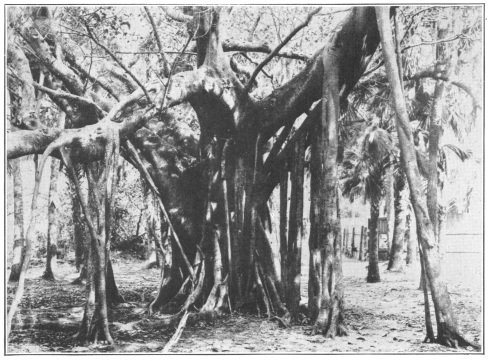 Banyan Tree (Ficus bengalensis). A fig tree of India, whose adventitious roots make frequent connection between the tree top and the ground. Starting as thin, whiplike streamers these roots ultimately form new trunks. (Courtesy Brooklyn Botanic Garden.)