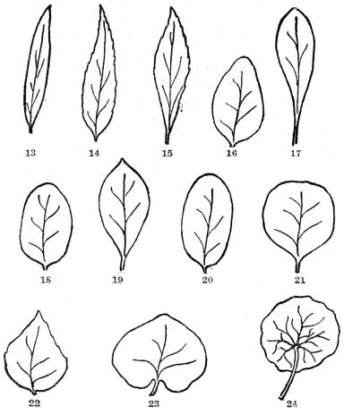 FIG. 13-24.—FORMS AND TIPS OF LEAVES  Fig. 13. A linear leaf with an acute tip. Fig. 14. Lanceolate leaf with an acuminate tip. Fig. 15. Oblanceolate leaf broadest above the middle. Fig. 16. Ovate, broadest below the middle. Fig. 17. Spatulate, broadest above the middle and with an elongated base. Fig. 18. Elliptical. Fig. 19. Obovate in which the general shape is ovate, but broadest toward the tip. Fig. 20. Oblong. Fig. 21. Orbicular or nearly round. Fig. 22. Deltoid or somewhat triangular, an ovate leaf with a broad base. Fig. 23. Kidney-shaped or reniform with heart-shaped base. Fig. 24. Peltate leaf of common garden nasturtium; note circular blade with leafstalk attached to the center.