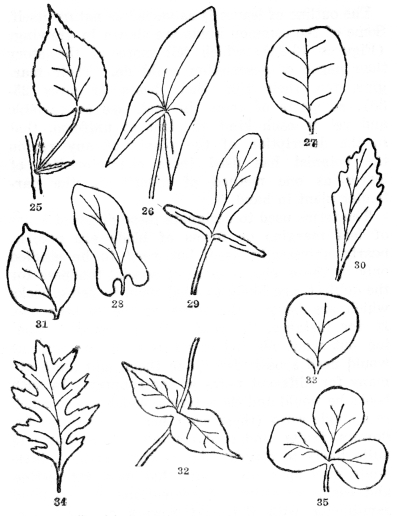 FIG. 25-35.—FORMS AND BASES OF LEAVES  Fig. 25. Simple leaf with blade, leafstalk (petiole), and two stipules at the base. Margins of the leafblade serrate or saw-toothed. Fig. 26. Leaf with a sagittate base, or shaped like an arrowhead, the lobes pointing downward, and with entire margins. Fig. 27. Retuse or emarginate tip, somewhat indented. Fig. 28. With the base auriculate or with rounded basal lobes. Fig. 29. Hastate, like an arrowhead but the lobes pointing outward. Fig. 30. With cuneate base (wedge-shaped). Fig. 31. Cuspidate tip with a usually hard and stiff point. Fig. 32. Perfoliate, the leaf bases joined and the stem passing through them. Fig. 33. Truncate, the top flattened. Fig. 34. Pinnately lobed, with deep indentations cut toward the midrib. Fig. 35. Palmately lobed, out toward the top of the leafstalk.