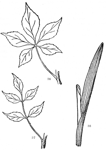 FIG. 36-38.—COMPOUND AND PARALLEL-VEINED LEAVES  Fig. 36. Palmately compound leaf, the five leaflets all arising from the tip of the common leafstalk. Fig. 37. Pinnately compound leaf, the leaflets arising from the sides of the common leafstalk. Fig 38. A parallel-veined leaf. All the other leaves figured are netted-veined.