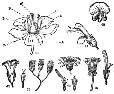 FIG. 39-45.—THE FLOWER  Fig. 39. A perfect and complete flower. A, petals, all of them forming the corolla; B, sepals, all of them forming the calyx; C, the stamen, composed of (C) the filament, and (C1) the anther, which produces the pollen; D, the pistil, consisting of the swollen base (D) the ovary, a slender shank (D1) the style, and the swollen or branched tip (D2) the stigma. (H. D. House, “Wild Flowers of New York.”) Fig. 40. Typical flower of the pea family. Two petals unite to form the keel (below), two more unite to form the wings (center), the remaining and larger petal forms the standard. In most plants of this family the stamens and pistils are concealed within the keel. Fig. 41. Two-lipped inequilateral flower, common in such plants as Salvia, Snapdragon, etc. Note the united calyx and corolla. Fig. 42. Gamopetalous or united and regular corolla of the Fringed Gentian. Figs. 43, 44, and 45, flowers of the Compositæ or daisy family. Many small flowers grouped in heads and usually surrounded by one or more series of bracts. Fig. 43. Flowers all tubular, the small one at the left being an individual flower. Common examples are Boneset and the common garden Ageratum. Fig. 44. Flowers both tubular and with rays, the tubular in the center and the rays on the margin. Below is an individual tubular flower on the right, and on the left an individual ray flower. Note that its five united divisions correspond to the five petals in other plants. Common examples are the daisy, sunflower, black-eyed Susan, etc. Fig. 45. Flowers all ray flowers, an individual one at the right. The Compositæ with only ray flowers usually have a milky juice and have often been grouped in a separate family, the Cichoriaceæ. Common examples are dandelion, chicory, and lettuce.