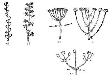 FIG. 46-50.—TYPES OF FLOWER CLUSTERS  Fig. 46. A spike, the individual flowers attached directly to the common stalk. Fig. 47. A raceme, a spikelike cluster where individual flowers are stalked. Fig. 48. An umbel, the individual flower stalks all arising from one point. Fig. 49. Individual flower stalks of different lengths but the cluster usually flat-topped (corymb). Fig. 50. A flower cluster in which the end of the stem is terminated by a flower from the base of which side branchlets similarly tipped with flowers arise (cyme).