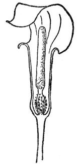 FIG. 51.—FLOWER ARRANGEMENT PECULIAR TO THE ARUM FAMILY  Fig. 51. The outer leaflike tubular or hooded spathe surrounds in our common Jack-in-the-Pulpit a clublike spadix, upon which are crowded the tiny flowers.