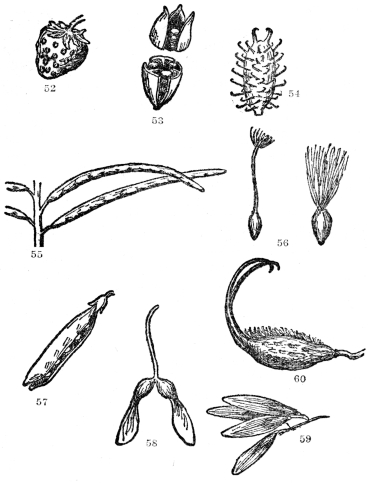 FIG. 52-60.—TYPES OF DRY FRUITS  Fig. 52. The strawberry. The fleshy part consists of the modified upper end of the flower stalk or receptacle, while the true fruits are the dry achenes on or embedded in the surface and popularly called the seeds. Fig. 53. A three-celled capsule splitting lengthwise as in the common Iris. Fig. 54. Fruit of the cocklebur, the hooked prickles of which are admirably adapted for clinging to the fur of animals. Fig. 55. Pods of a plant of the Mustard family, which split down both edges, unlike the true peas, which split down only one edge. Fig. 56. Two types of achenes of the daisy family tipped with plumed bristles, greatly aiding their carriage by the wind. Fig. 57. Common garden pea—a typical legume. Note that it splits only on one side. Fig. 58. The samara or two-winged fruit of the maple. Fig. 59. The samara or single-winged fruit of the ash. Fig. 60. The dry two-pronged and bristly fruit of the unicorn plant (Martynia), admirably adapted for dispersal by animals.