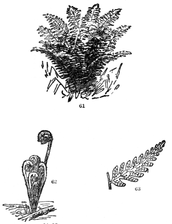 FIG. 61-63.—COMMON WOODLAND FERN  Fig. 61. A general view. Fig. 62. Its uncoiling spring condition. Fig. 63. The back of one of the smaller divisions of the leaf showing the collection of spore cases (sori). These are sometimes borne on special leaves, but in most of our American kinds on the backs of ordinary foliage leaves.