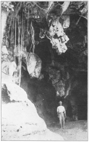 Aerial Roots of Fig Trees Hanging Over the Edge of a Cave in the Rain Forest, San Lorenzo, Santo Domingo. (Photo by the author. Courtesy of Brooklyn Botanic Garden.)