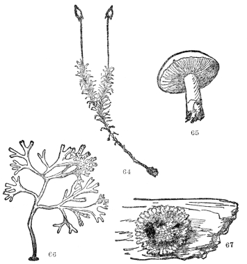 FIG. 64-67.—TYPES OF FLOWERLESS PLANTS  Fig. 64. A moss plant. Fig. 65. A mushroom, a common type of the fungi, which include also puffballs, molds, and many disease-causing microscopic organisms. Fig. 66. A common seaweed, a representative of the algæ, which include the green scum on the top of ponds, and the kelp from which fertilizer is now being made. Fig. 67. A lichen, a common cryptogamous plant on logs and rocks. Our native kinds are usually grayish-green in color.