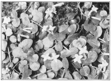 The Partridge Berry (Mitchella repens), a trailing vine of northern forests. (Courtesy of Brooklyn Botanic Garden.)