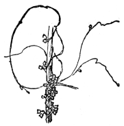 FIG. 68.—THE DODDER  A leafless parasitic vine which steals its food from the plants to which it is attached.