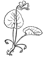 FIG. 69—THE VIOLET  Note the showy, often partly infertile upper flowers and the much smaller cleistogamous ones at the base, which never open and yet produce a good crop of seeds.