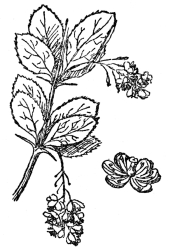 FIG. 70.—COMMON BARBERRY  The stamens of this, two at a time, drive off bees by sharp blows, thus preventing self-fertilization.