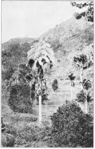 Plants of the Palm Family, Palmaceæ, in Ceylon. They are the talipot palm (Corypha umbraculifera), the fiber from the wood of which is used in India for paper making. (After Reinhardt. Courtesy of Brooklyn Botanic Garden.)