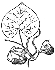 FIG. 71.—THE DUTCHMAN’S-PIPE  A vine producing evil-smelling flowers, which trap insects sometimes for days, thus insuring cross-fertilization.