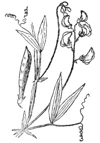 FIG. 72.—THE EVERLASTING OR PERENNIAL PEA  A member of the Papilionaceæ or pea family which rely almost entirely on bees for fertilization.