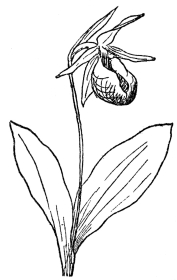 FIG. 73.—PINK LADY’S SLIPPER  (Cypripedium acaule)  A native orchid in northeastern North America.