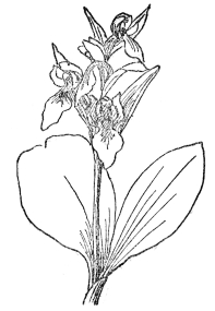 FIG. 74.—SHOWY ORCHID  (Orchis spectabilis)  Native of eastern North America, with showy magenta-pink or white flowers in a loose raceme.